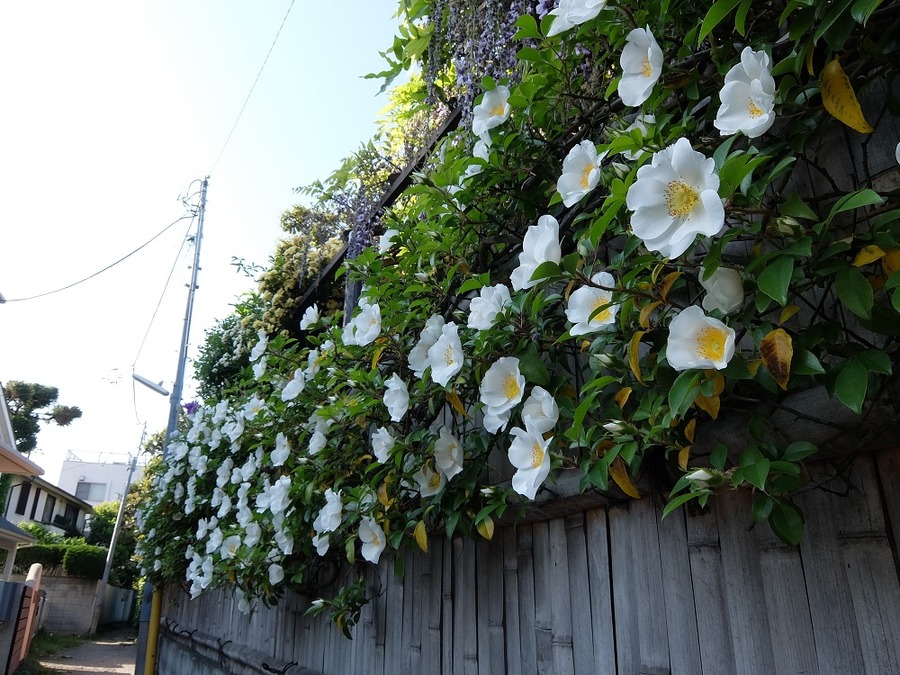 木を植えると助成金がもらえる　屋上・壁面等の緑化助成を利用しよう