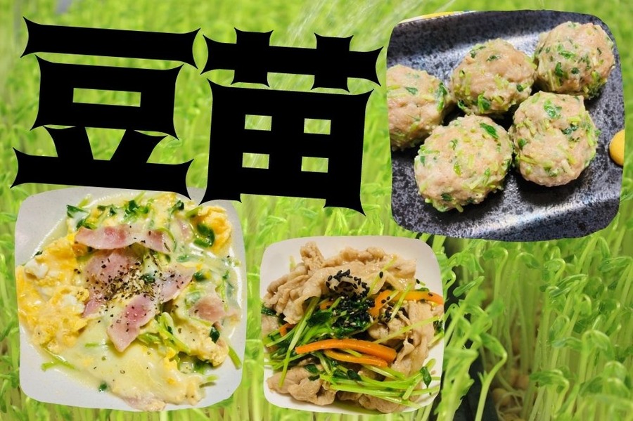 豆苗の脱マンネリアレンジレシピ