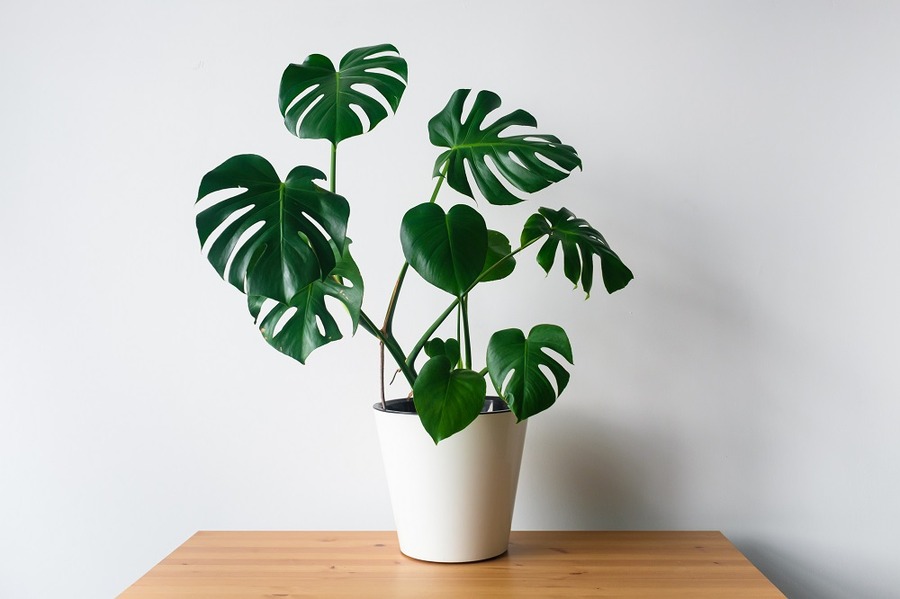 話題の観葉植物モンテスラ