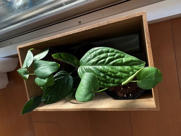 植物をまとめて入れておける鉢カバー