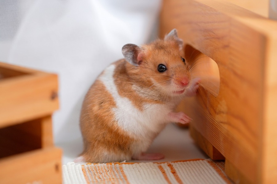 ハムスターを飼うときも大家さんに相談
