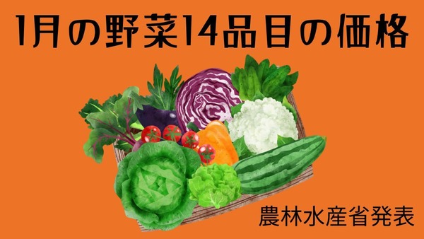 1月の野菜14品目の価格（農林水産省発表）はくさい・きゅうり・ばれいしょがお得！ だいこん・たまねぎはやや高め 画像