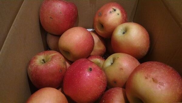 「訳あり」りんご10kg（約30個）を大量に買ってみた　栄養価を上げるレシピで使い切る
