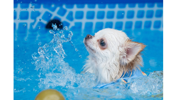 【GLAMP DOG伊勢賢島】全客室にプライベートプール設置　愛犬とプールで遊ぼう！ 画像