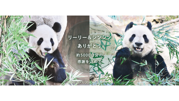 上野動物園「リーリー」「シンシン」中国へ帰国決定　最終日の観覧は事前申込による抽選制 画像