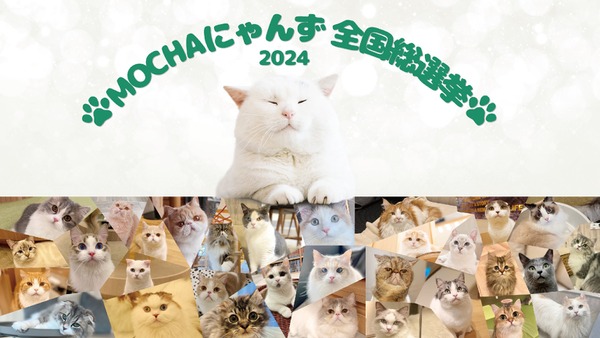 全国の人気猫が集結！「MOCHAにゃんず全国総選挙2024」開催 画像