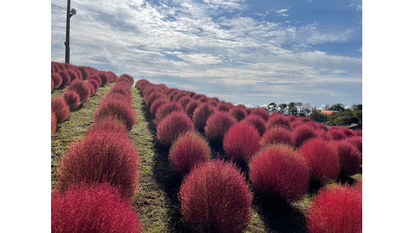 秋のびわこ箱館山コキア見頃「高島ええもん！まんぷく祭り（10/27）」1400人の方に地元特産品無料！ 画像