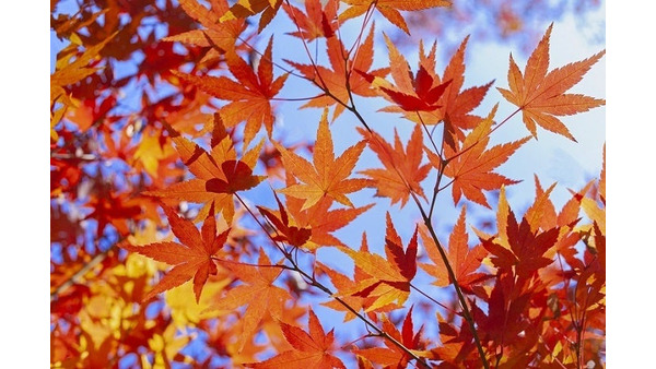 紅葉について大調査！　気候変動で紅葉の時期が変化、12月が見頃に？ 画像