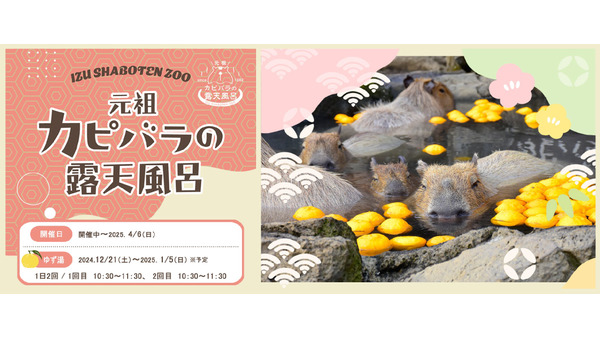 伊豆シャボテン動物公園の冬の風物詩「カピバラのゆず湯」開催(12/21-1/5) 画像