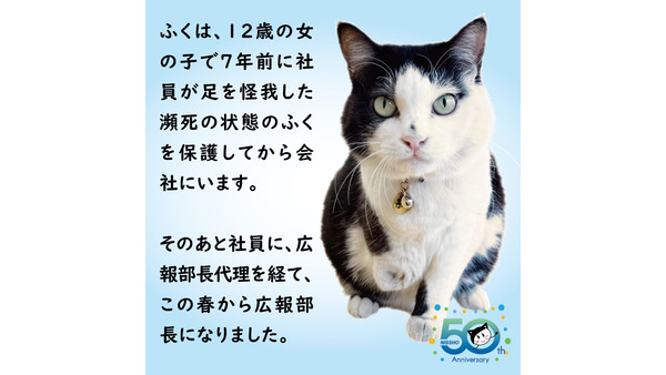 インスタで人気！会社猫「ふく」デザインのおまんじゅう発売　石川県の企業「日章」50周年記念 画像