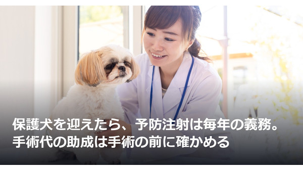 保護犬を迎えたら、予防注射は毎年の義務。手術代の助成は手術の前に確かめる 画像