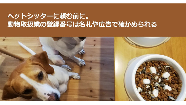 ペットシッターに頼む前に。動物取扱業の登録番号は名札や広告で確かめられる 画像