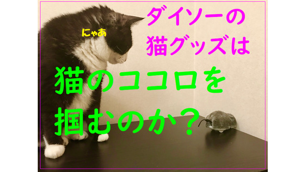 ダイソーの「100円猫グッズ」は猫のココロを掴むのか？　我が家の猫たちと共に検証してみました。 画像