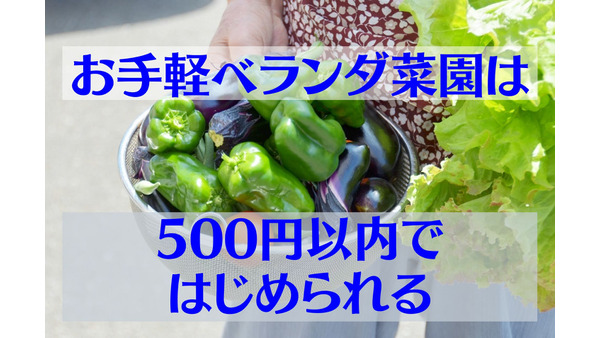 【プチ菜園】キッチンで水耕「ネギ」は3度も再生　初期投資500円以内で「トマト」「なす」「ピーマン」 画像