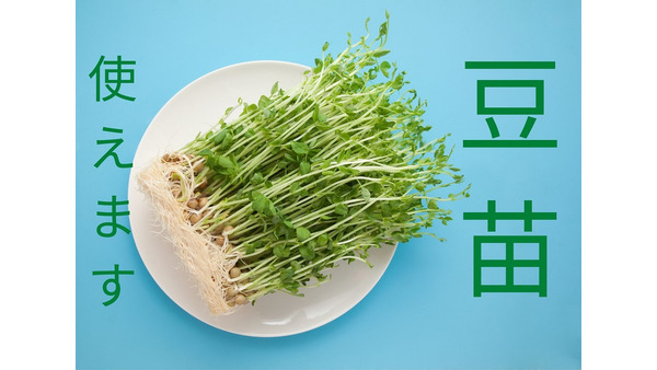 家計応援野菜「豆苗」　食卓に取り入れるメリットと簡単レシピ 画像