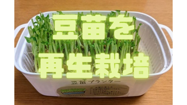 【節約】豆苗「再生栽培のコツ」とおすすめ簡単レシピ3選