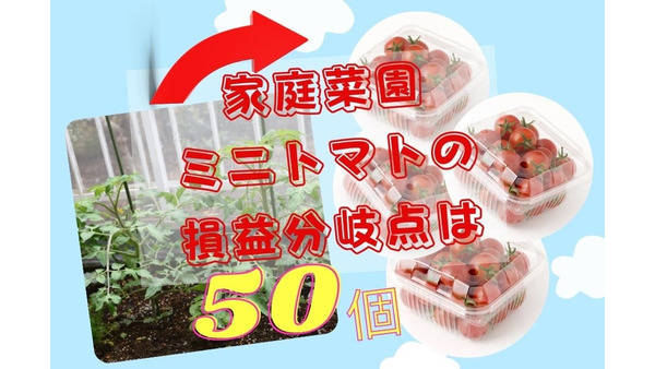 【家庭菜園で元をとる】ミニトマトの損益分岐点は「50個」　お世話のコツ3つを実体験から解説 画像