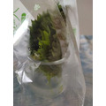 水を少し入れた容器に茎の先端をつけ乾燥を防ぐために袋をかぶせておきます