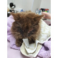 負傷した野良猫を保護して動物病院へ1か月入院させたら治療費はいくらかかる？