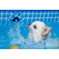 【GLAMP DOG伊勢賢島】全客室にプライベートプール設置　愛犬とプールで遊ぼう！