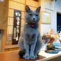 かわいい！会いに行きたい！全国の宿、自慢の看板猫ランキング発表【楽天トラベル】