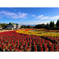 色鮮やかなブライトスパークス（ケイトウ）の花畑（写真は過去開催時のもの）