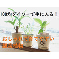 100均ダイソーの「観葉植物」は枯れにくく初心者でも育てやすい　「おしゃれなオススメ植物3つ」を紹介