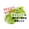 【春キャベツ】1玉まるごとおいしく食べきる　選び方・保存法・簡単レシピを紹介　