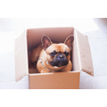 <p>Stock photo of a French Bulldog in a cardboard box and and looking all around them</p>