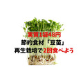 【実質1袋48円】節約食材「豆苗」再生栽培で2回食す　選び方、保存方法、レシピ3つ