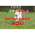 【マイナポイント】WAONなら2万円チャージで7000円還元　提携自治体なら最大1万2000円還元も