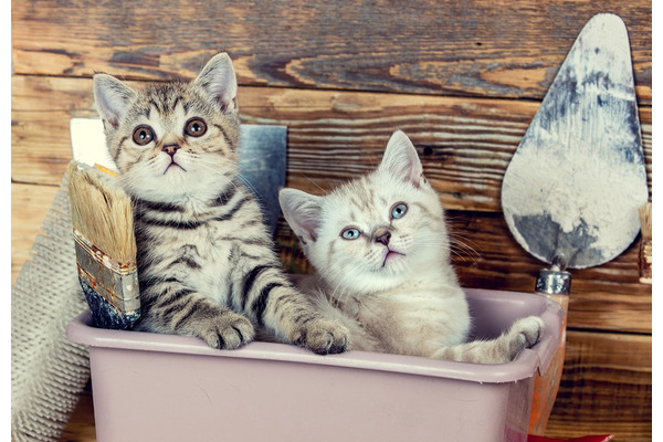 家のサイズに合った「キャットタワー」を自作（DIY）して、費用（1万～数万円）を節約しよう 画像
