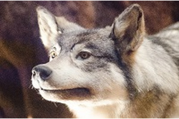 株式市場における「CRY　WOLF」　VIX指数の裏読みに走る市場関係者 画像