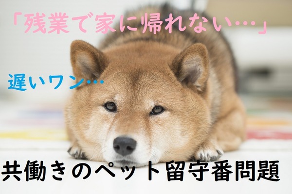 多忙でペットの世話ができない時は「プロの手」を借りよう　頼める仕事、注意点、必要な費用を説明します。 画像
