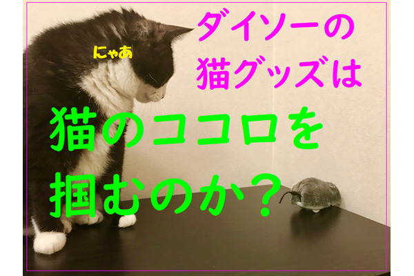 ダイソーの「100円猫グッズ」は猫のココロを掴むのか？　我が家の猫たちと共に検証してみました。 画像