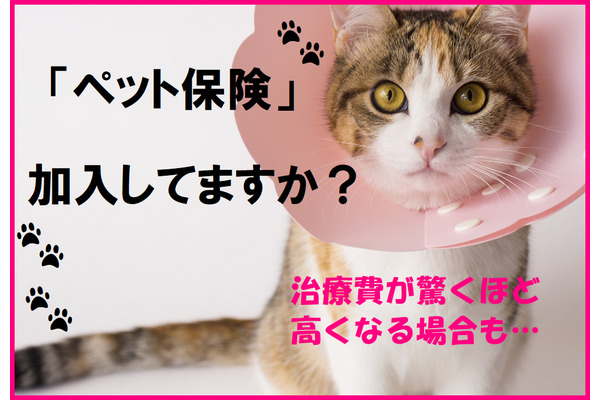 【ペット保険】飼い主が知っておくべき「保障内容と選ぶポイント」 画像