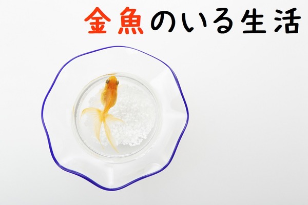 金魚は「金」のかかる「魚」か検証　初期費用を抑えるコツや年間の維持費を公開 画像