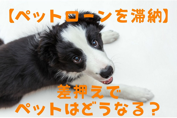 【ペットローンを滞納】差押えでペットはどうなる？　支払い困難になったら早めに対処 画像