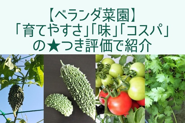 【ベランダ菜園】ミニトマト・パクチー・大葉　「育てやすさ」「味」「コスパ」の★つき評価で紹介 画像