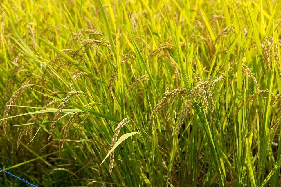 検地で米の収穫高が定められた。