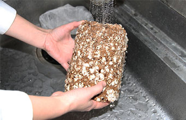 はじめに栽培する菌床を水でサッと洗う
