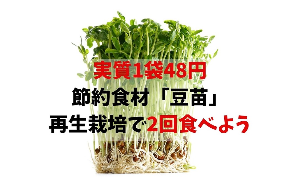 【実質1袋48円】 節約食材「豆苗」 再生栽培で2回食べられる
