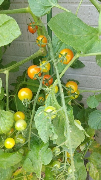庭のミニトマトを収穫