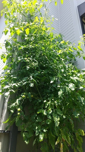 収拾がつかない庭のミニトマト