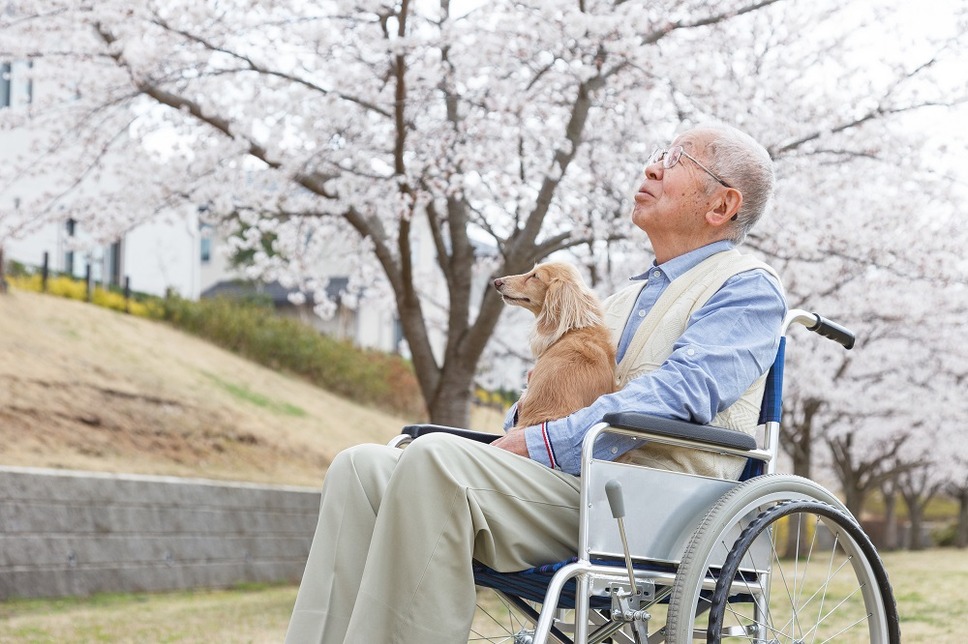 犬と老人が花見をしている